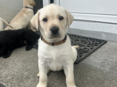 Golden and Black Labrador Puppies