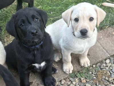 Golden and Black Labrador puppies in Clare
