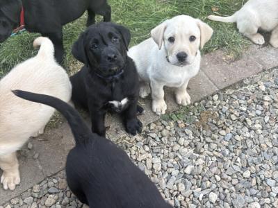 Golden and Black Labrador Puppies