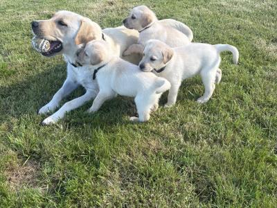 Golden and Black Labrador Puppies
