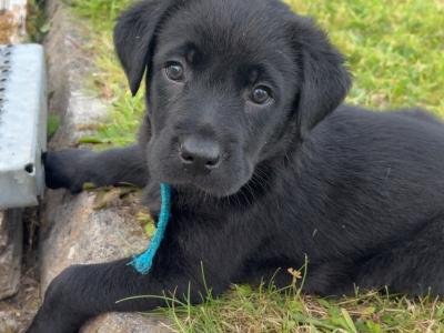 Golden and Black Labrador Puppies