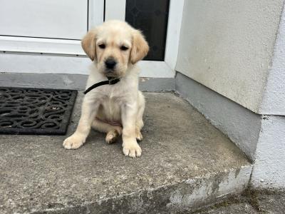 Golden and Black Labrador Puppies