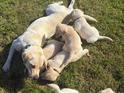 Golden and Black Labrador Puppies