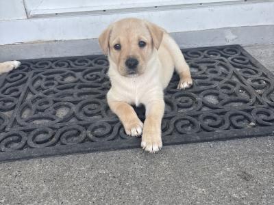 Golden and Black Labrador Puppies