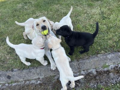 Golden and Black Labrador Puppies