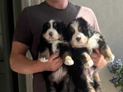 Male Bernese Mountain Dog (IKC Pending) in Monaghan