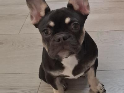 French Bulldog female