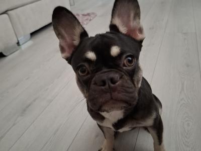 French Bulldog female