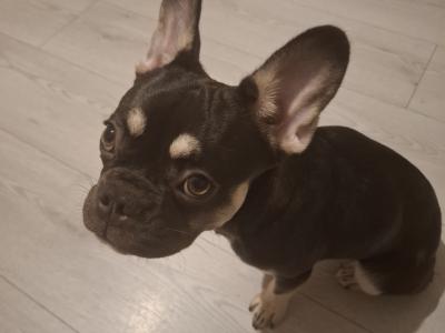 French Bulldog female