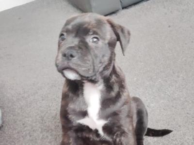Staffordshire Bull Terrier pups