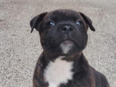 Staffordshire Bull Terrier pups