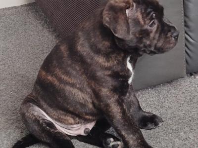 Staffordshire Bull Terrier pups