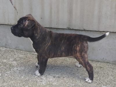 Staffordshire Bull Terrier pups