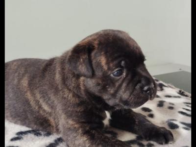 Staffordshire Bull Terrier pups