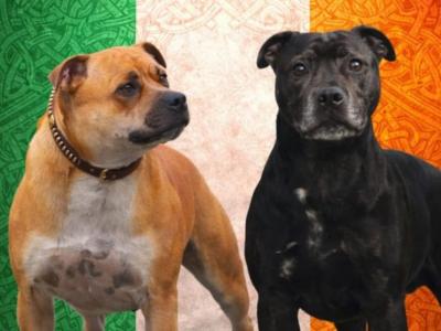 Staffordshire Bull Terrier pups