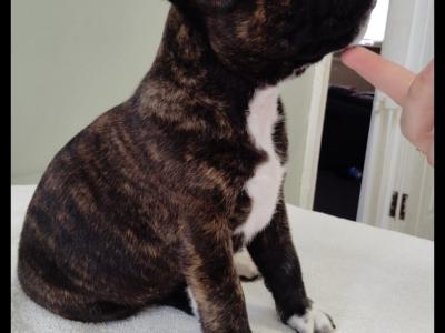 Staffordshire Bull Terrier pups