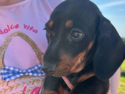 Miniature Dachshund puppies in Wexford