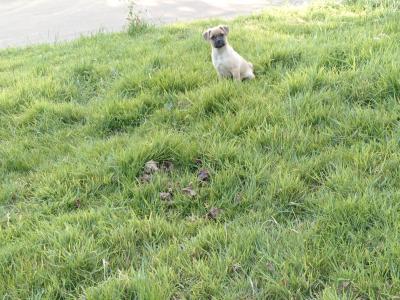 Lovely Jug pup male for sale