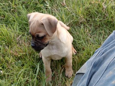 Lovely Jug pup male for sale