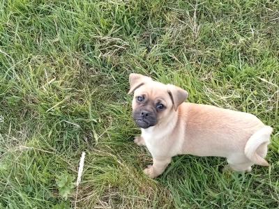 Lovely Jug pup male for sale