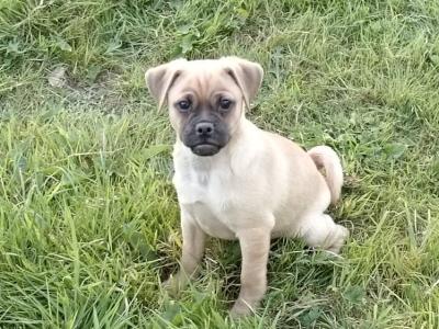 Lovely Jug pup male for sale