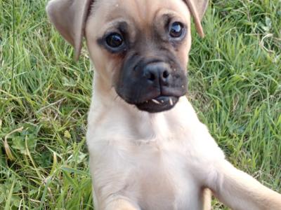Lovely Jug pup male for sale