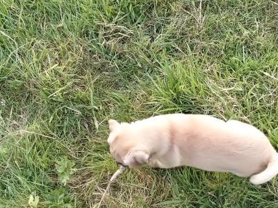 Lovely Jug pup male for sale