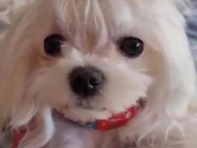 Beautiful Maltese puppies available IKC Pending
