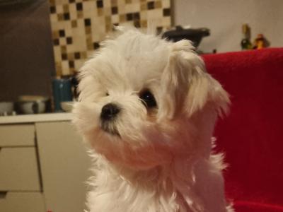 Beautiful IKC Registered (pending) Maltese puppies available in Dublin