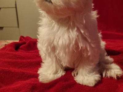 Beautiful Maltese puppies available IKC Pending