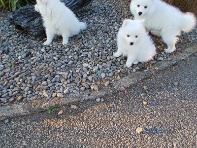 Japanese spitz pups in Wexford
