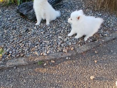 Japanese spitz pups in Wexford