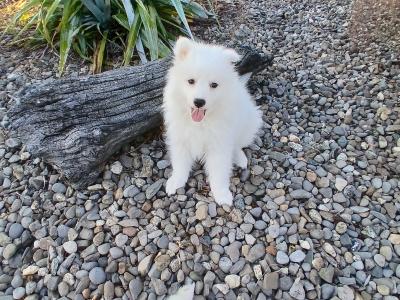 Japanese spitz pups in Wexford