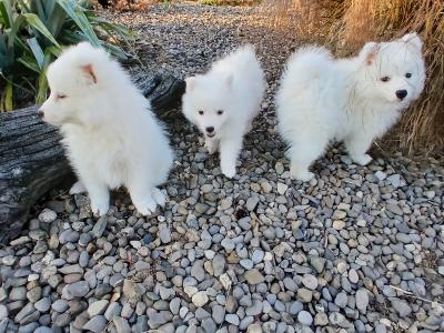 Japanese spitz pups in Wexford
