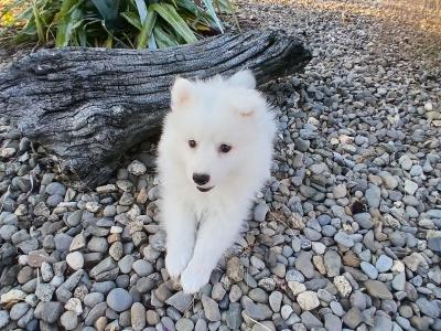 Japanese spitz pups in Wexford