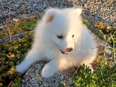 Japanese spitz pups in Wexford