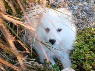 Japanese spitz pups in Wexford