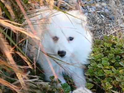 Japanese Spitz puppies in Wexford