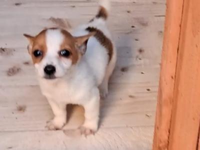 Purebred miniature Jack Russells