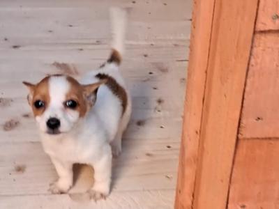 Only one puppy remaining - Purebred miniature Jack Russell puppies in Galway
