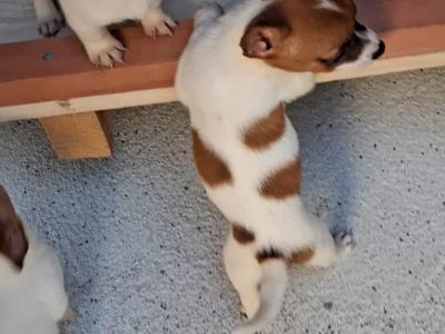 Purebred miniature Jack Russells