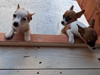 2 female pups remaining Purebred miniature Jack Russell puppies in Galway
