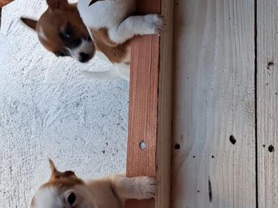 Purebred miniature Jack Russells