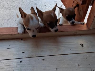 2 female pups remaining Purebred miniature Jack Russell puppies in Galway
