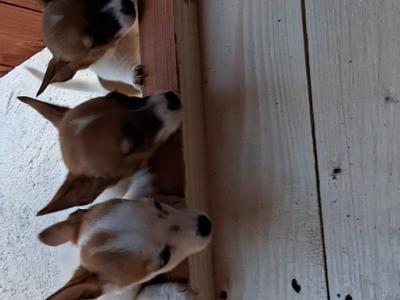 Purebred miniature Jack Russells
