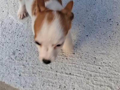 Purebred miniature Jack Russells
