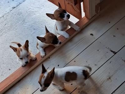 Purebred miniature Jack Russells