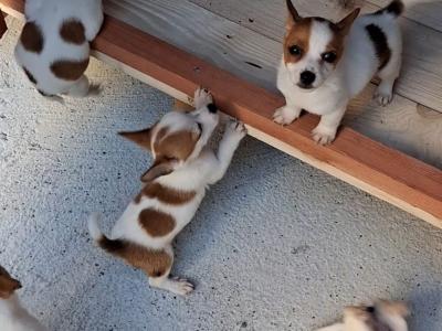 Purebred miniature Jack Russells