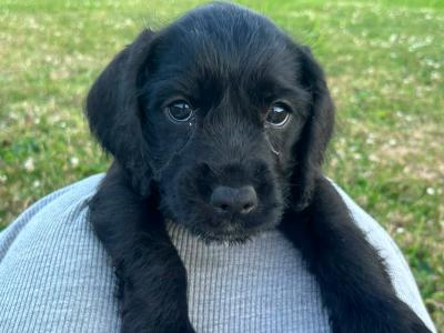 Beautiful Black Cocker Spaniel
