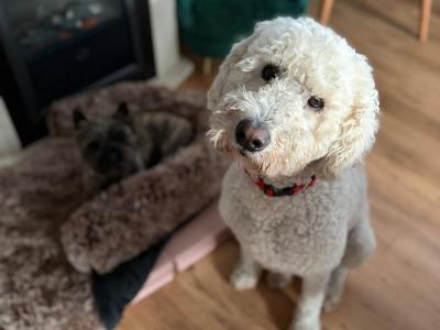 Marvelous Milo the Goldendoodle available for stud in Meath